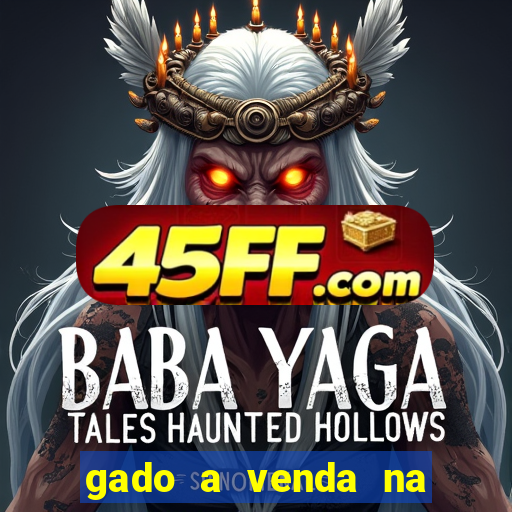gado a venda na bahia olx
